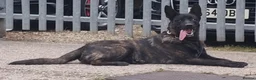 Belgian Shepherd Dog dogs for sale: 7 Gorgeous DUTCH SHEPHERD Puppies  - Advert 5