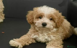 Maltipoo dogs for sale: Adorable F1 Maltipoo Puppies - Image 2