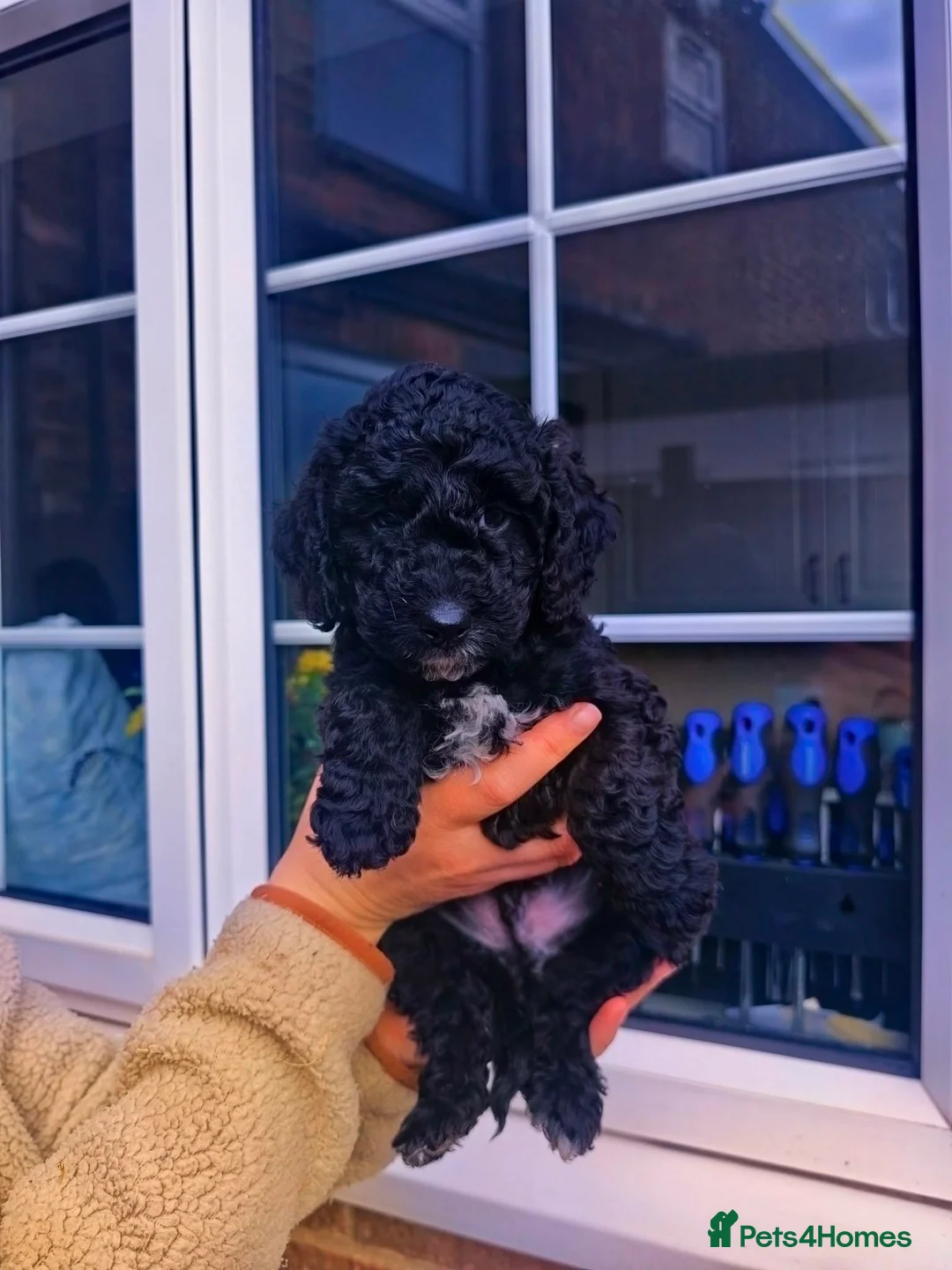 Cockapoo dogs for sale: Beutiful f1b cockerpoo pups in Harrogate - Advert 4