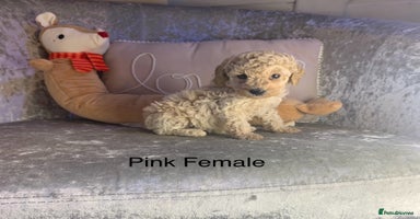 Toy Poodle dogs ✨Beautiful Litter of Healthy Poodle Puppies ✨🐩 - Advert 3