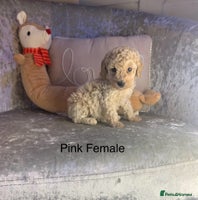 Toy Poodle dogs ✨Beautiful Litter of Healthy Poodle Puppies ✨🐩 - Advert 2