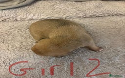 Jack Russell dogs for sale: 8 beautiful Jack Russell puppies 5 boys 3 girls - Image 15