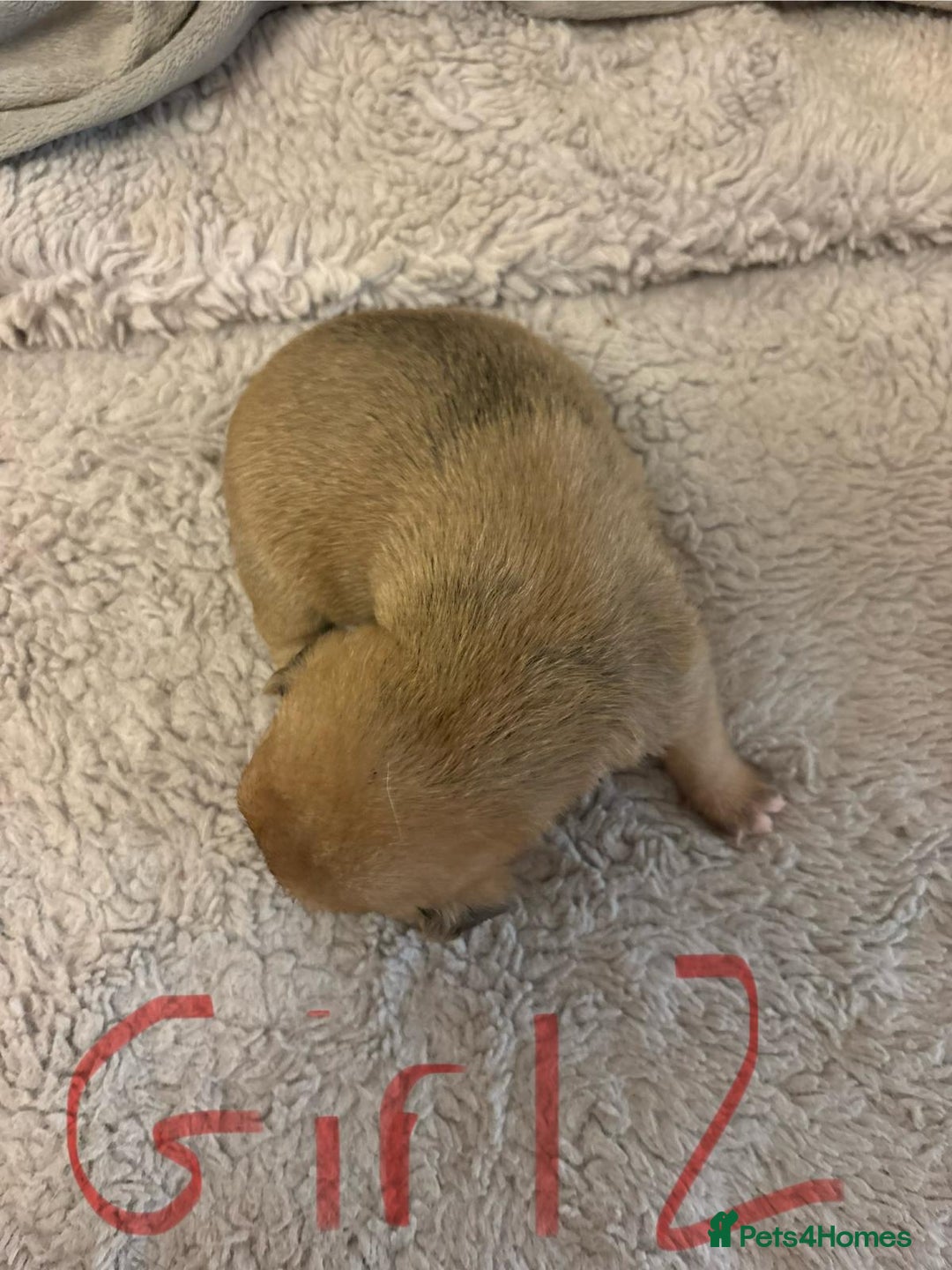 Jack Russell dogs for sale: 8 beautiful Jack Russell puppies 5 boys 3 girls - Image 15