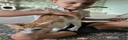 Mixed Breed cats for adoption:  🌽 Meet Corn in Edinburgh - Advert 4
