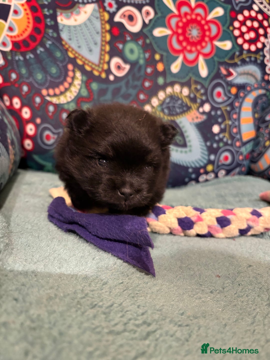 Pomeranian dogs for sale: Tiny Female Black Pomeranian Puppy  - Advert 7