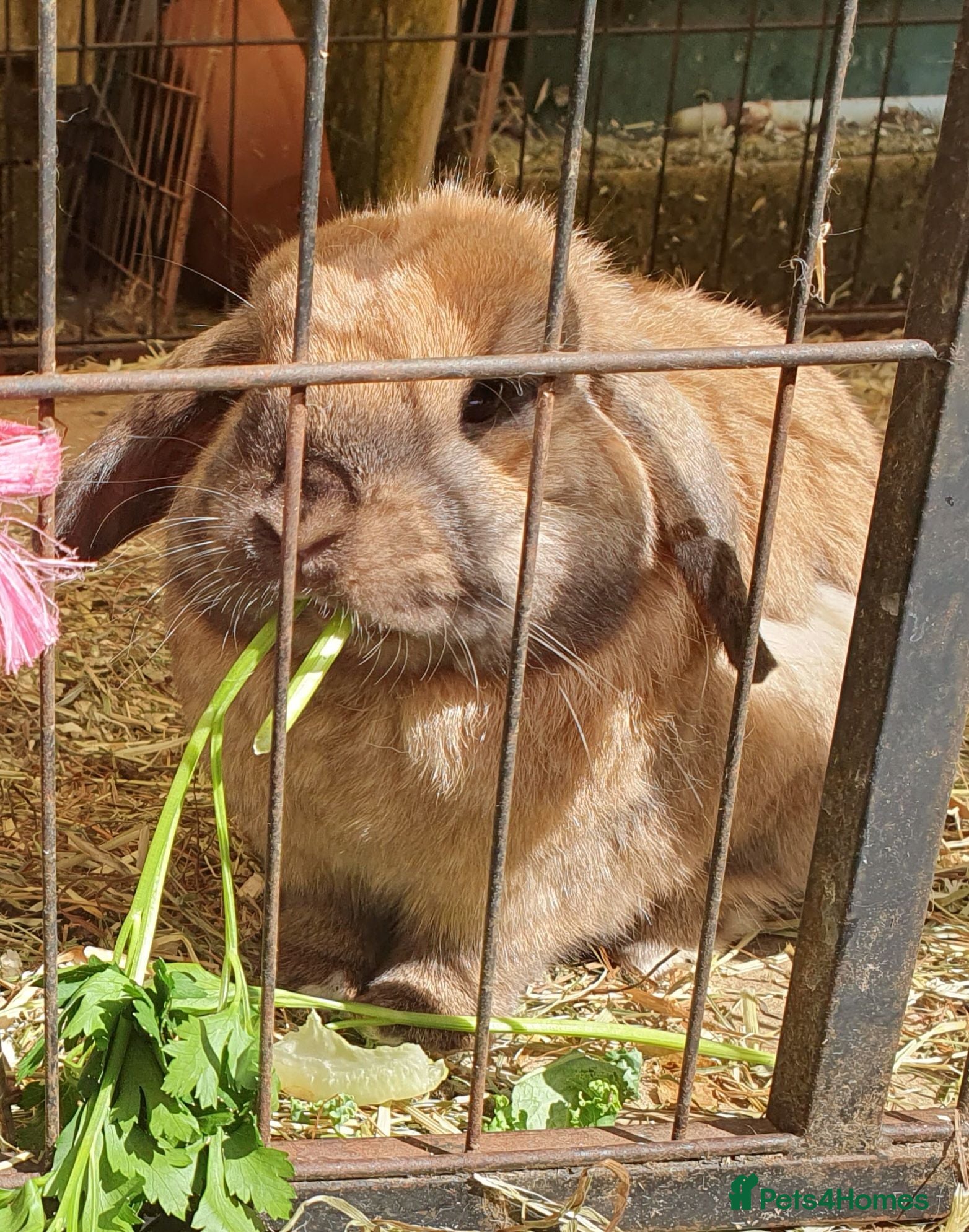 Mini Lop rabbits Spayed/neutered rabbits for adoption, vac Rhd2 - Advert 1