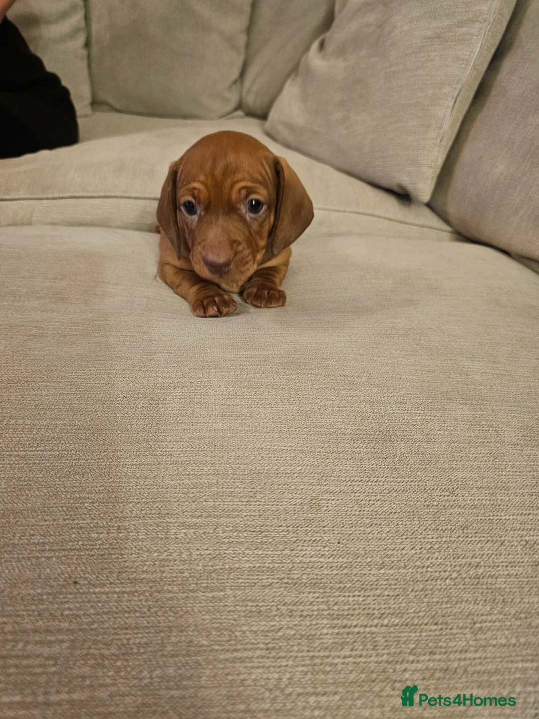 Dachshund dogs for sale: Dachshund puppy - Advert 6