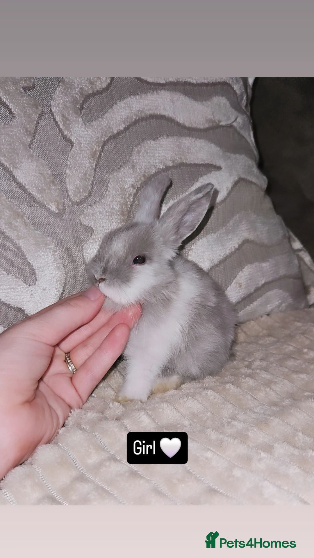 Mini Lop rabbits Mini lop bunnies - Advert 2