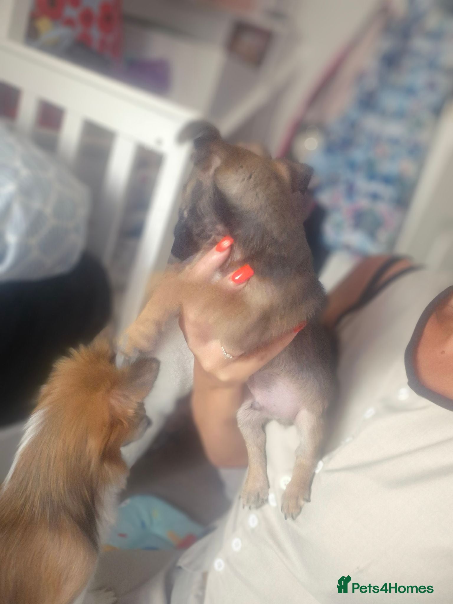 Pomchi dogs Only one left 💙 - Advert 10