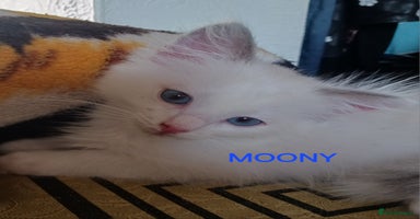 Ragdoll cats - Advert 7