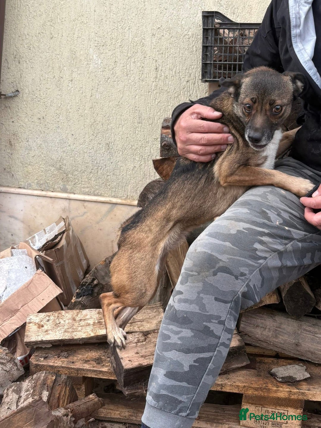 Mixed Breed dogs for adoption: Lindy - Norwich Norfolk  - Advert 8