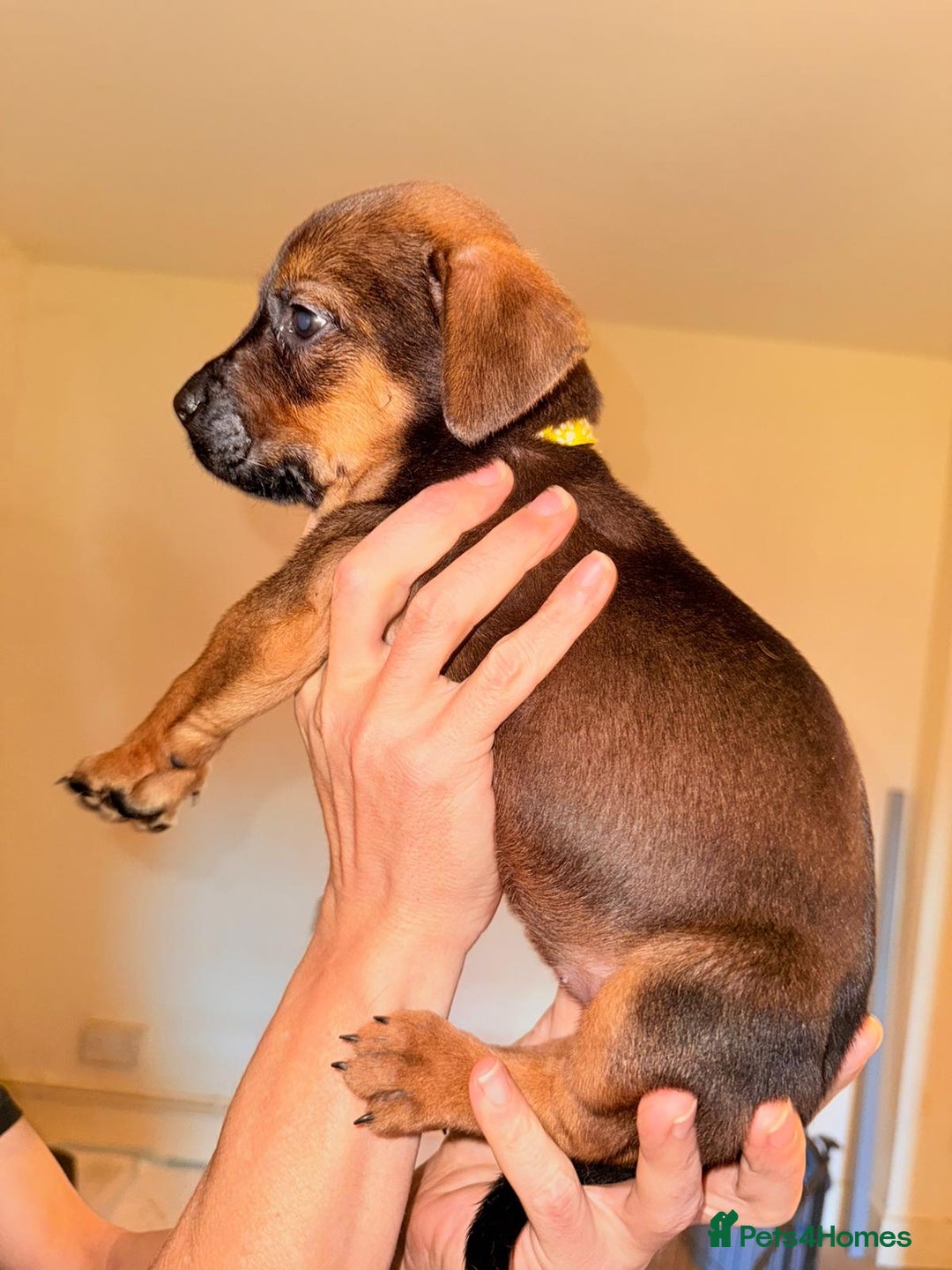Mixed Breed dogs for sale: Mastiff x rottweiler  - Image 25