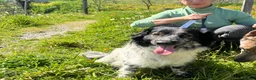 Mixed Breed dogs for adoption: Gorgeous Taco, a smallish mixed breed - Advert 10