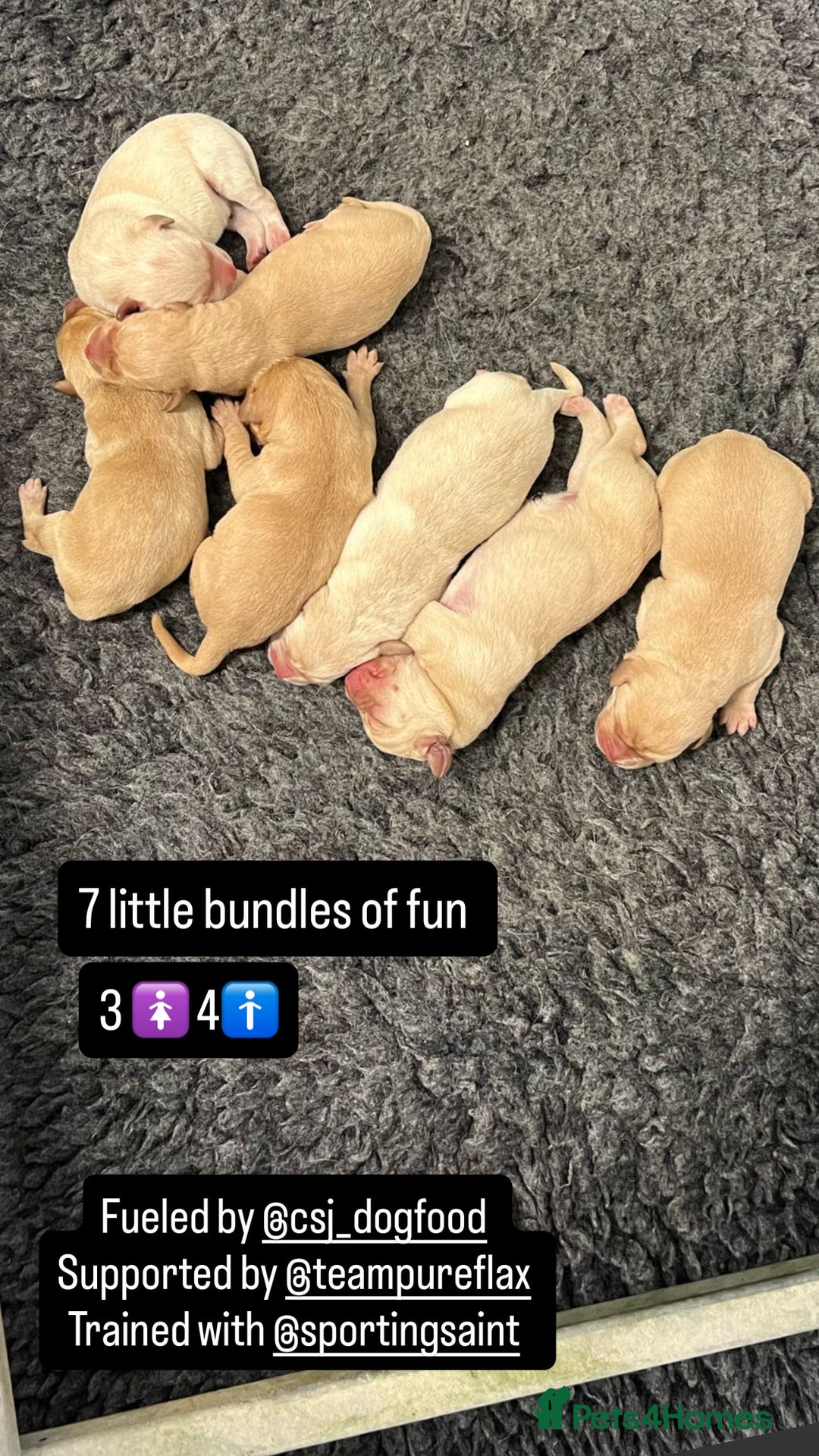 Labrador Retriever dogs for sale: Kc Registered yellow Labrador puppies - Image 3