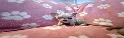 Chihuahua dogs for sale: Show stopper’s lilac and lilac merle puppy’s  in Pembroke - Advert 25