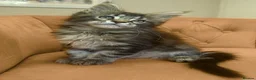 Maine Coon cats for sale: Stunning, friendly pedigree XL Maine Coons last 2! - Advert 2