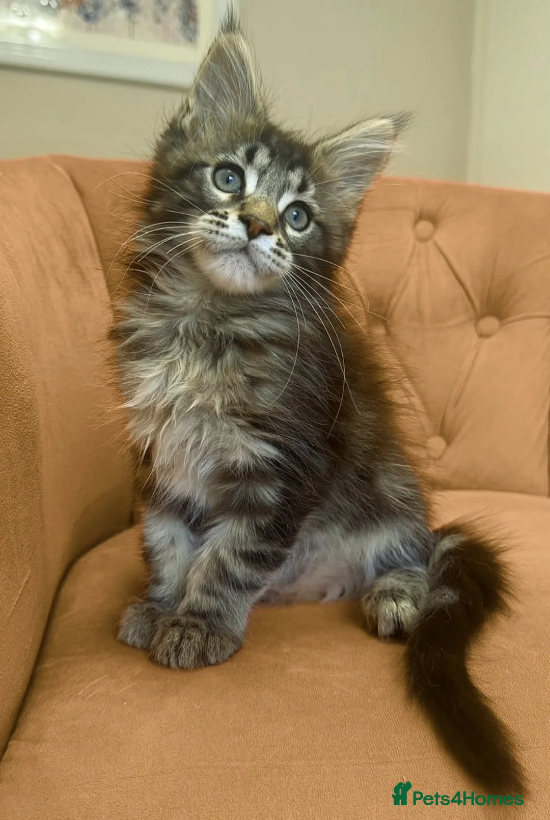 Maine Coon cats for sale: Stunning, friendly pedigree XL Maine Coons last 2! - Advert 2