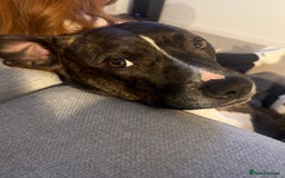 Mixed Breed dogs for sale: Bennie Staff Cross American Bulldog - Image 4