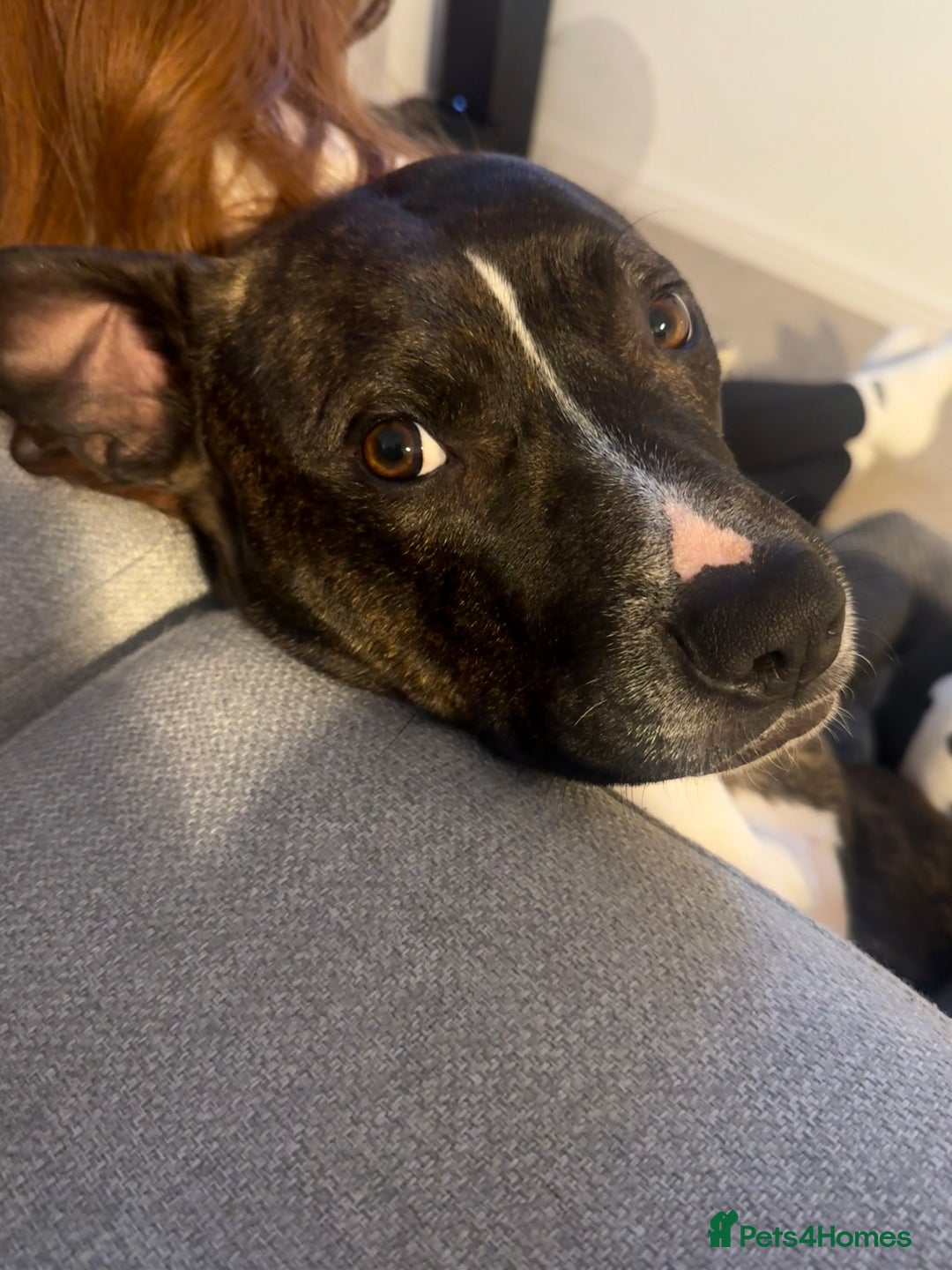 Mixed Breed dogs for sale: Bennie Staff Cross American Bulldog - Image 4