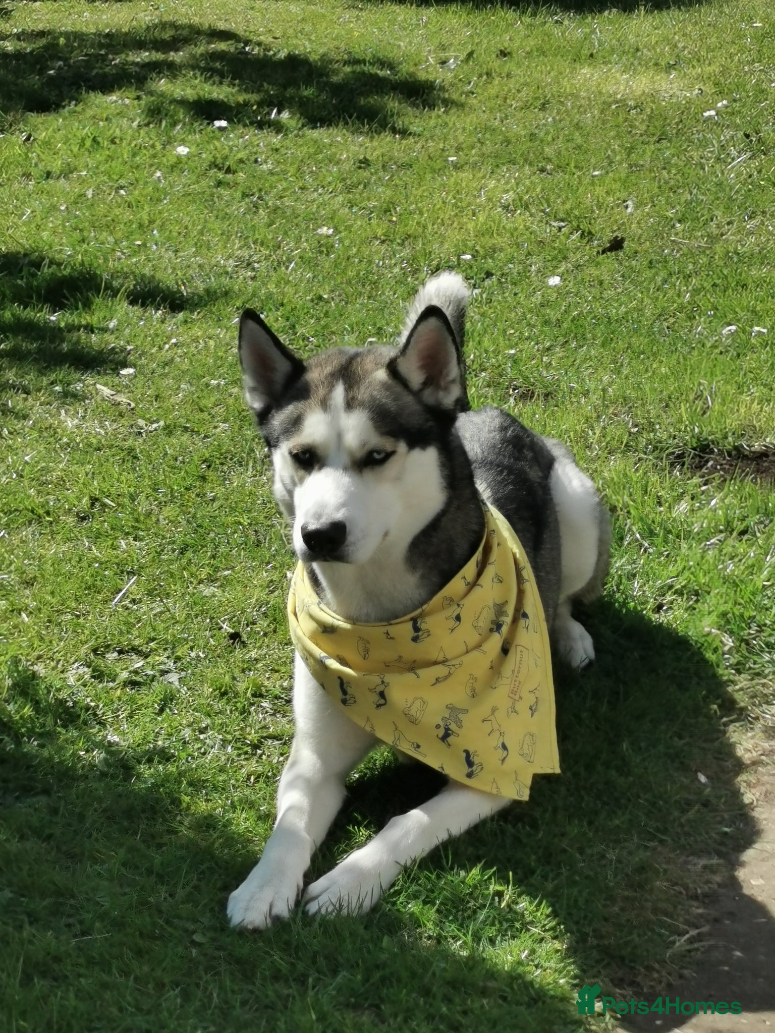 Siberian Husky dogs  Rehoming: Loving 2-Year-Old Siberian Husky Boy 🐾 - Advert 10