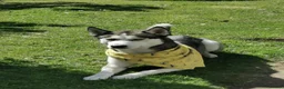 Siberian Husky dogs for sale:  Rehoming: Loving 2-Year-Old Siberian Husky Boy 🐾 in Peterborough - Advert 1