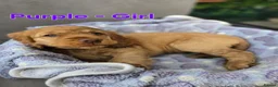 Cocker Spaniel dogs for sale: Beautiful 100% Cocker Spaniel puppies- litter of 6 - Advert 12
