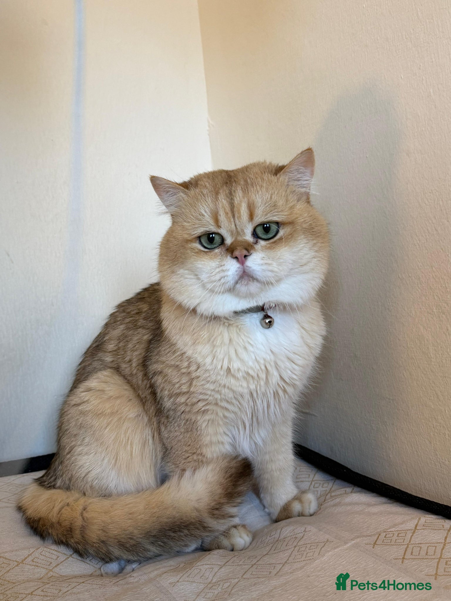 British Shorthair cats Purebred British male golden cat - Advert 6