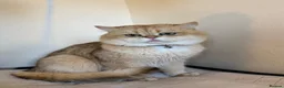 British Shorthair cats for stud: Purebred British male golden cat - Advert 5