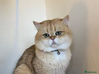 British Shorthair cats Purebred British male golden cat - Advert 6