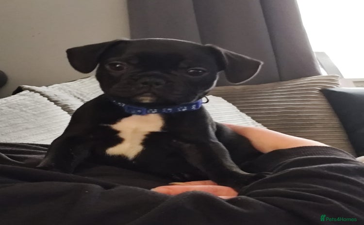 French Bulldog dogs - Advert 13