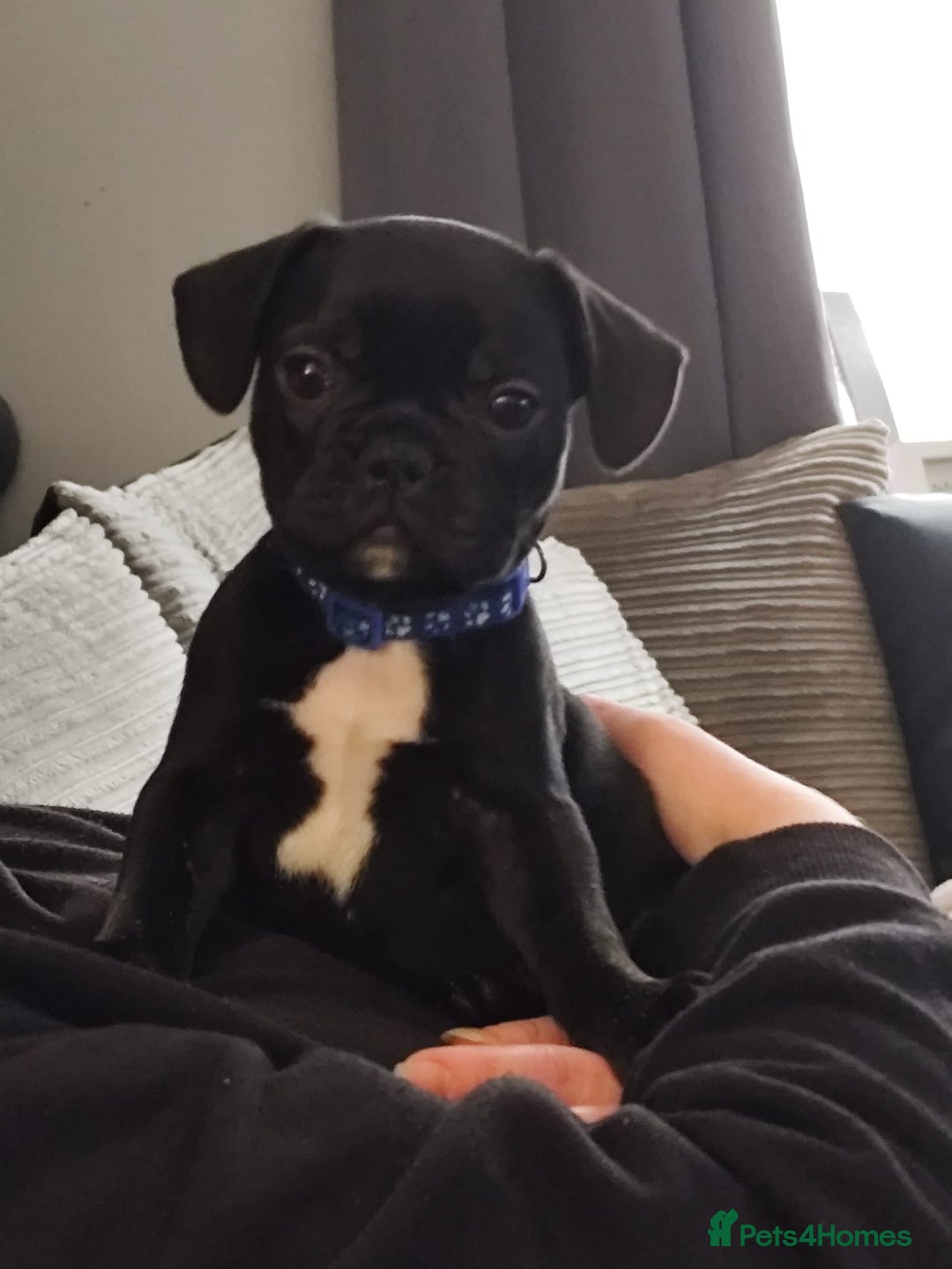 French Bulldog dogs for sale: French bulldog puppies  - Image 1