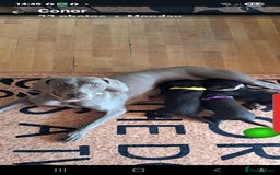 Mixed Breed dogs for sale: Weimaraner German Shepherd  - Image 4