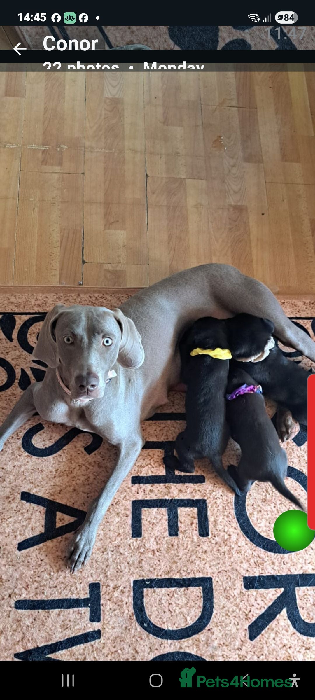 Mixed Breed dogs for sale: Weimaraner German Shepherd  - Image 4