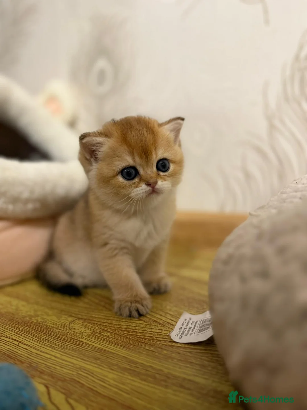 British Shorthair cats for stud: GCCF & TICA GOLDEN NY11 STUD FROM CHAMPIONS 👑  in Wolverhampton - Advert 3