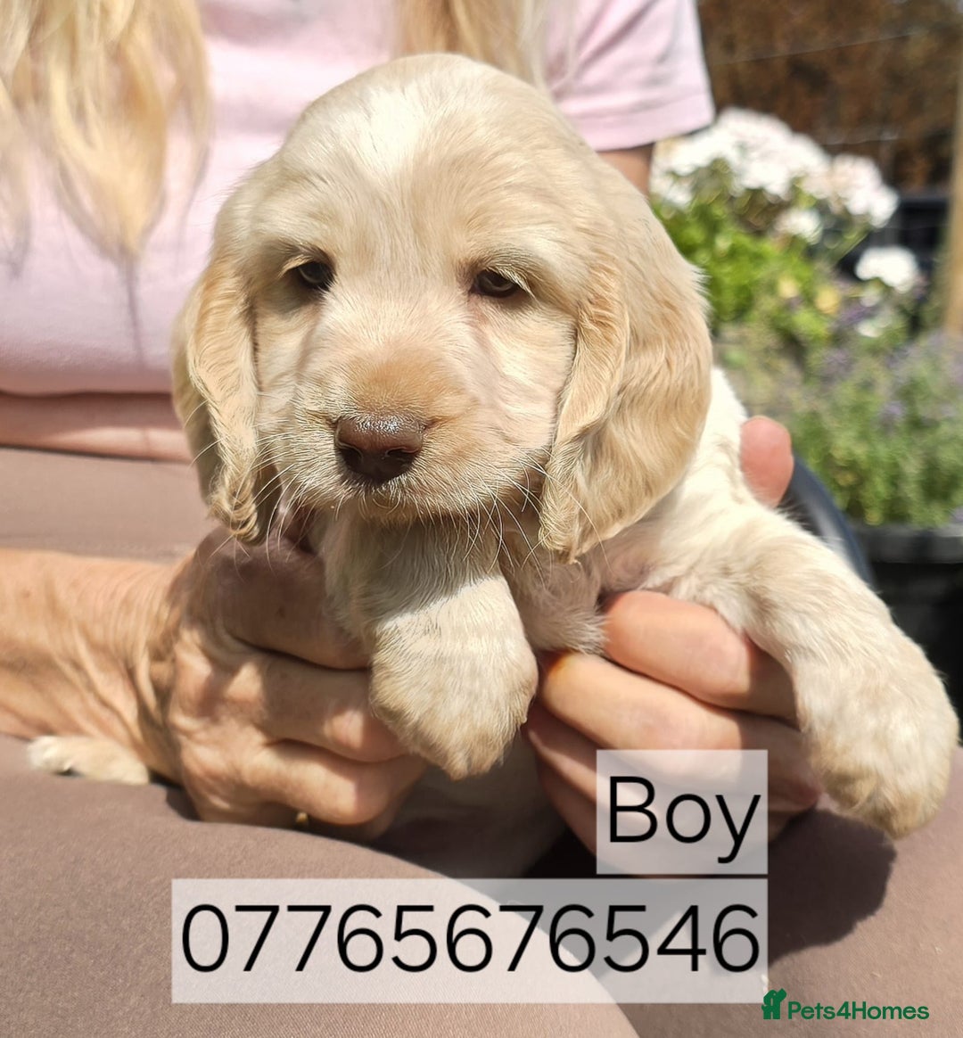 Cockapoo dogs for sale: Cockapoo Puppies Homebred Council Licenced Breeder - Image 2