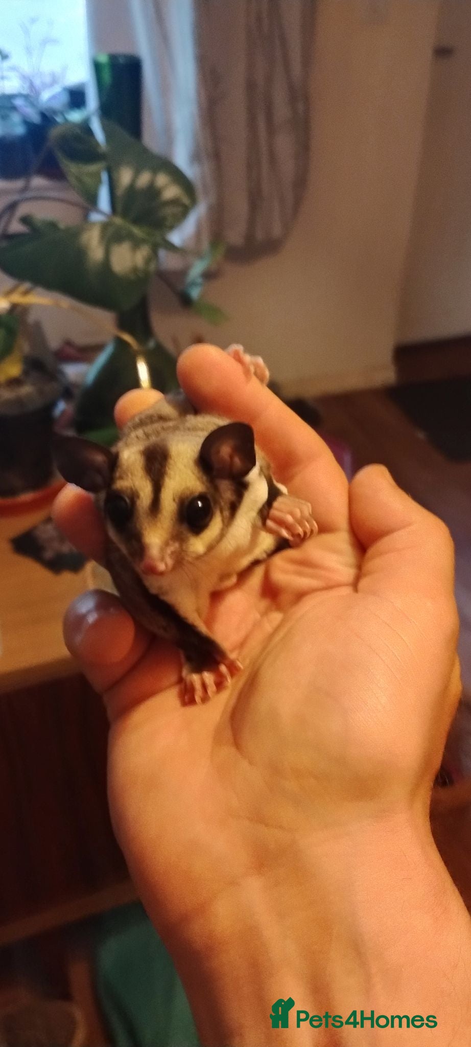 Sugar Glider rodents Standard Grey male sugar glider. - Advert 6