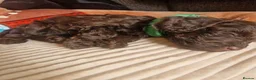 Cockapoo dogs for sale: 🐾💕 BEAUTIFUL COCKAPOOIES  💕🐾 - Advert 11