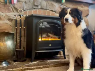 Australian Shepherd dogs Australian Shepherds - Advert 7