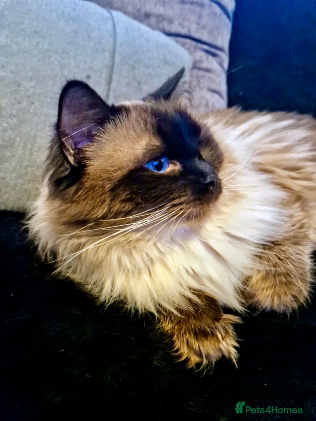 Ragdoll cats for stud: Champion Line Fife & GCCF registered for stud in Southend-on-Sea - Advert 5