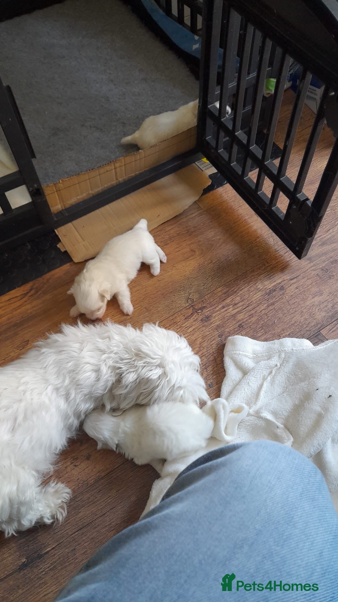 Maltese dogs for sale: Beautiful Maltese puppies ready to go. - Image 15