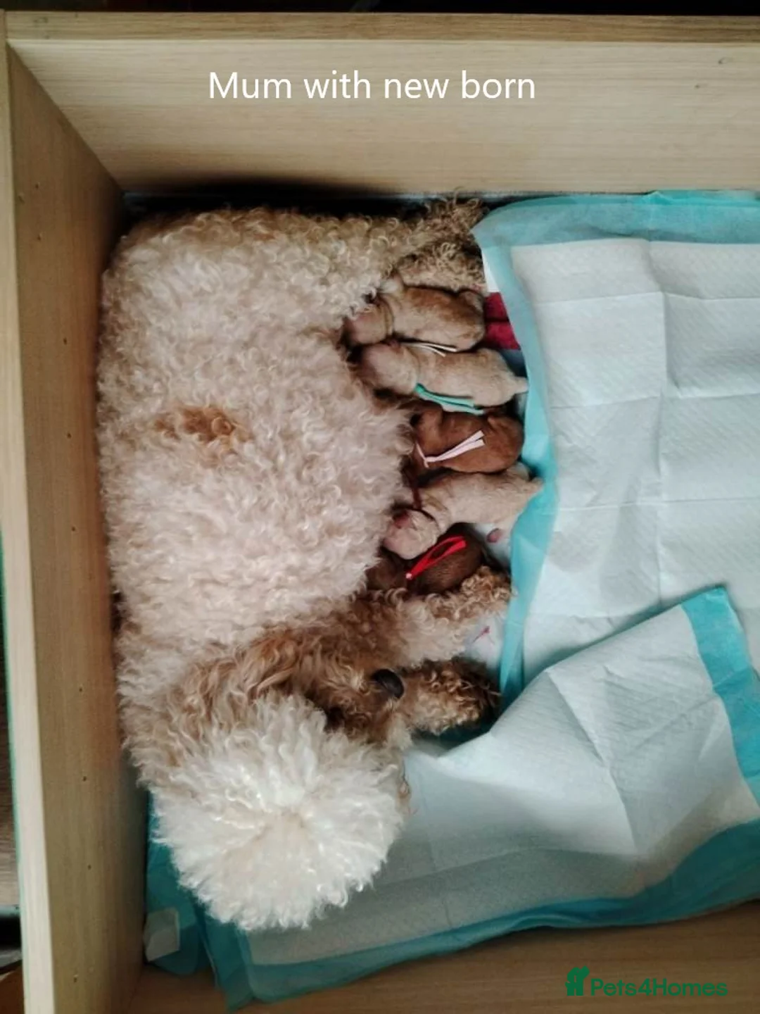 Mixed Breed dogs for sale: Gorgeous Maltipoo x Cockapoo Puppies - Advert 1