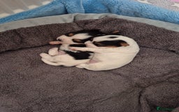 Biewer Terrier dogs for sale: 🌟🐾  Biewer Yorkie Puppies Available! 🐾 - Image 9