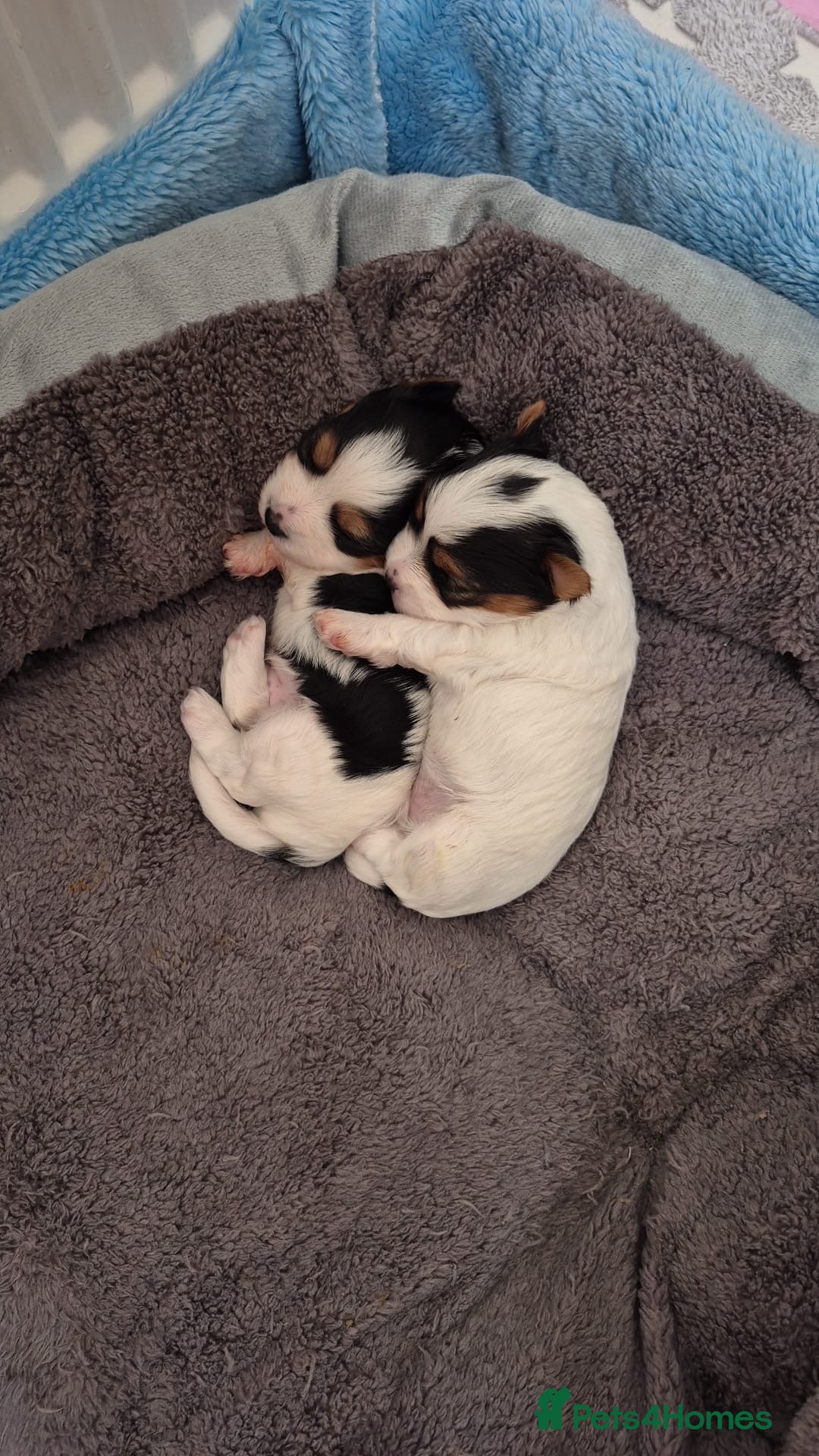Biewer Terrier dogs for sale: 🌟🐾  Biewer Yorkie Puppies Available! 🐾 - Image 9
