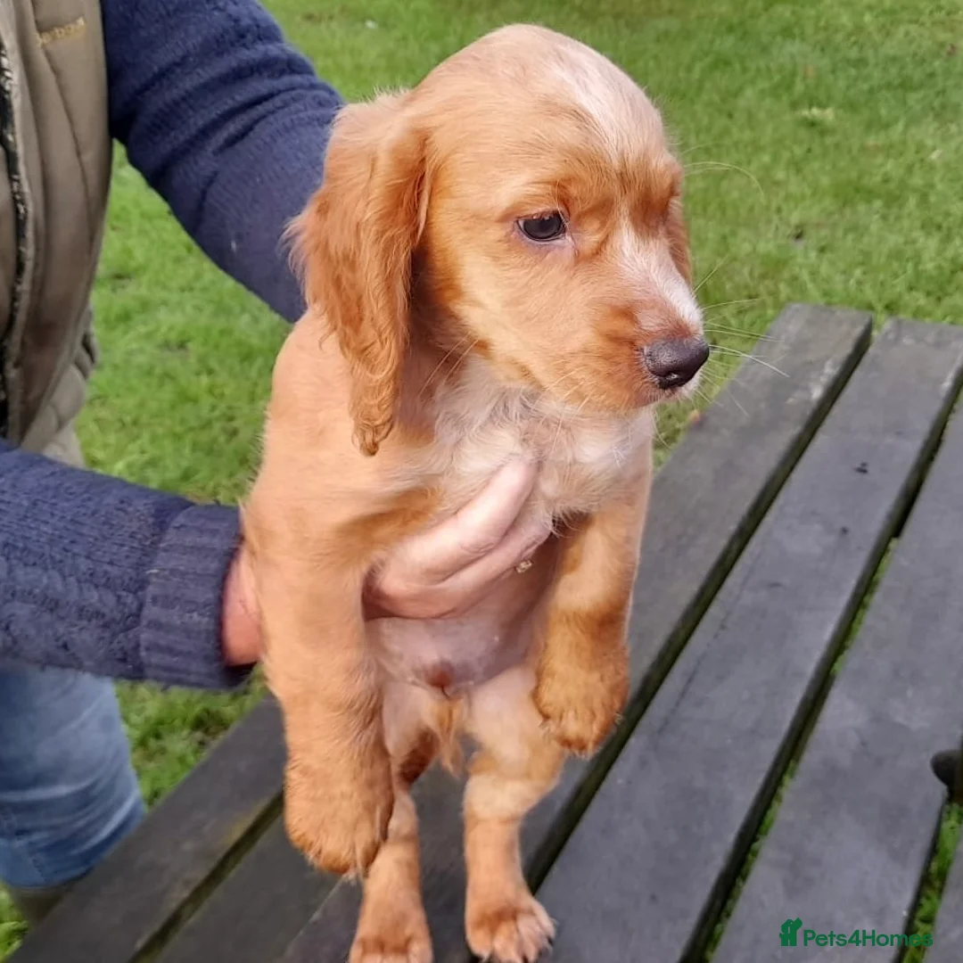 Cocker Spaniel dogs for sale: Working Cocker Spaniel - Advert 6