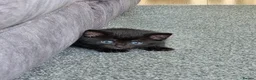 Mixed Breed cats for sale: Lovely kittens in Northampton - Advert 6