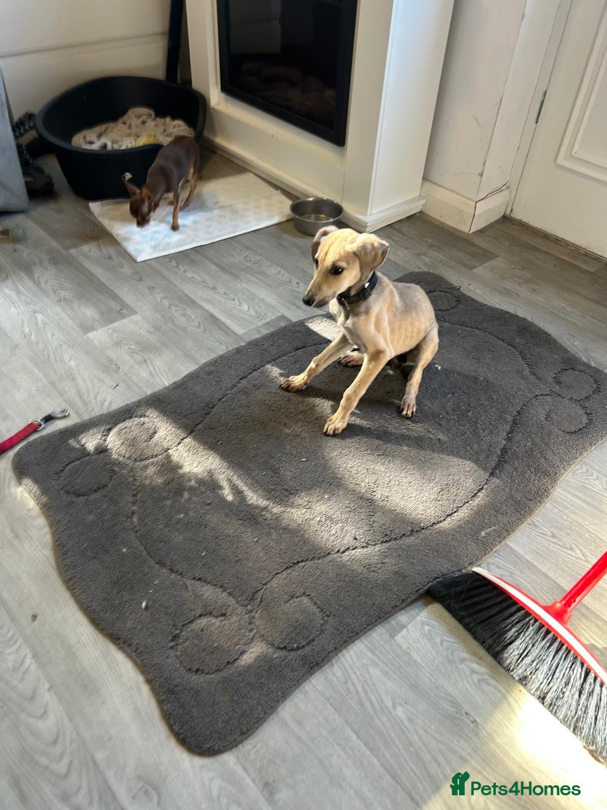 Lurcher dogs Girl saluki greyhound  - Advert 18