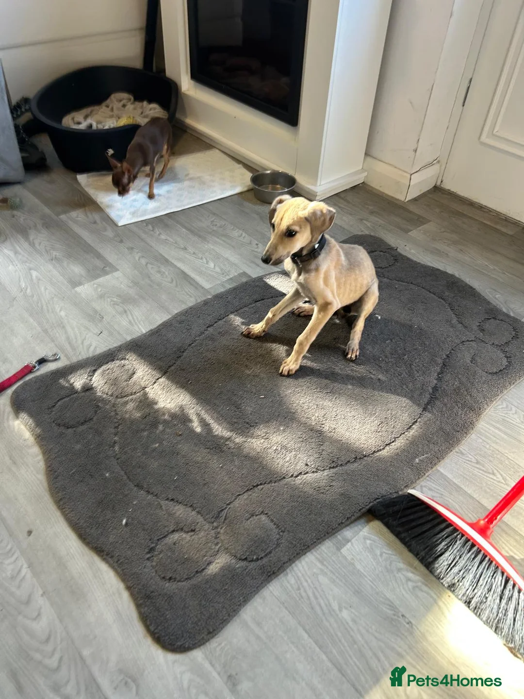 Lurcher dogs for sale: Girl saluki greyhound  - Advert 1