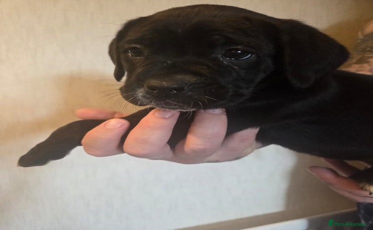 Cane Corso dogs - Advert 4