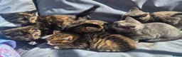 Mixed Breed cats for sale: Stunning kittens for sale  - Advert 3