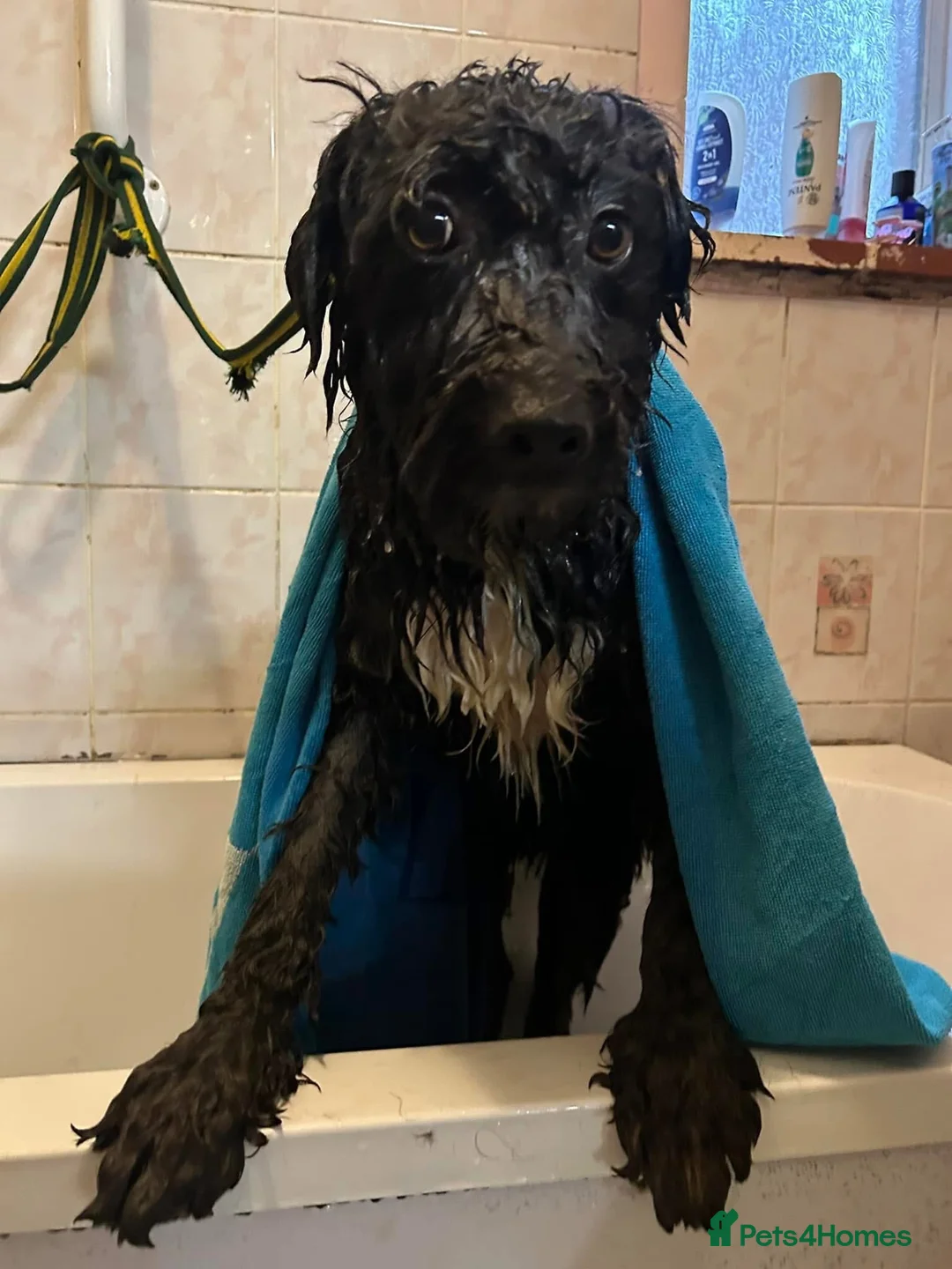 Mixed Breed dogs for adoption: Colby - Norwich Norfolk  in Norwich - Advert 30